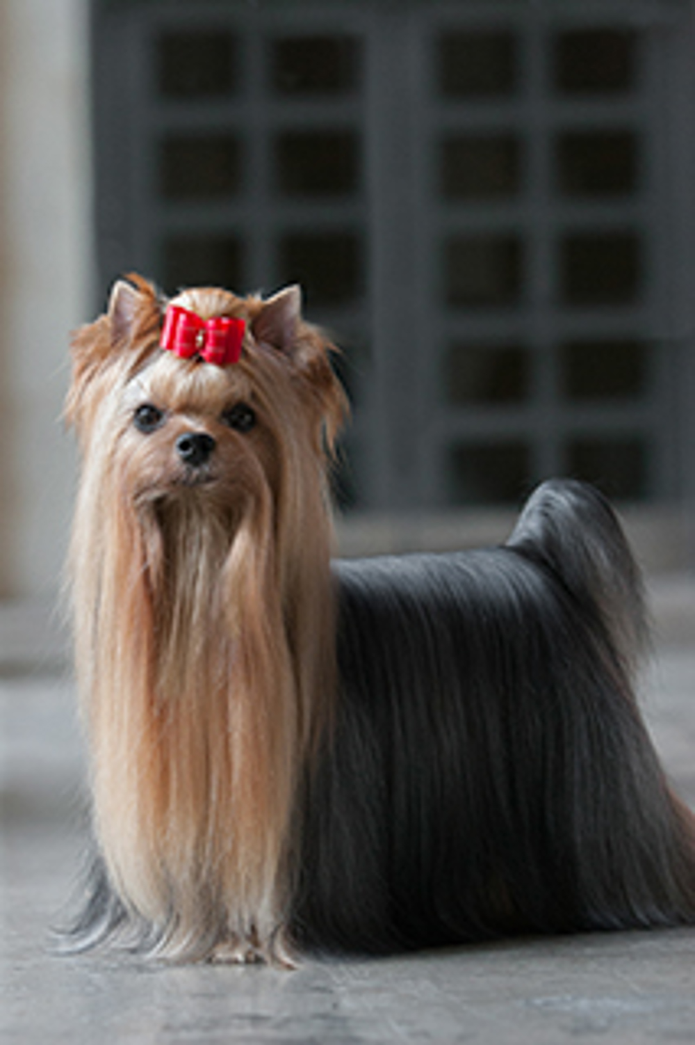 what is a yorkshire terrier used for