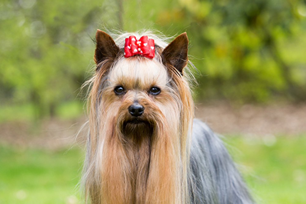 how much does yorkie puppies cost