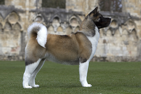 bear head akita puppies for sale