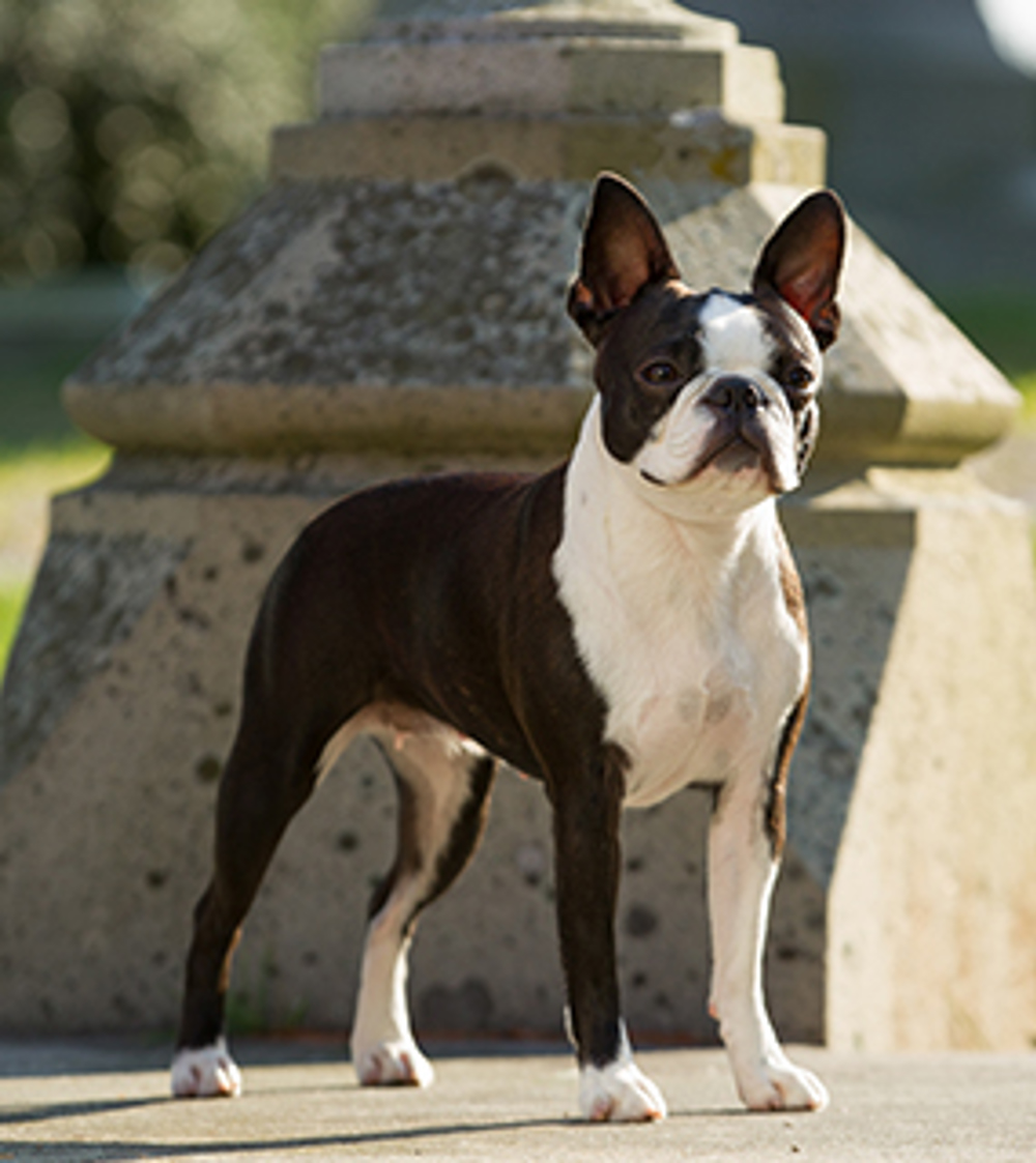 what 2 breeds make a boston terrier