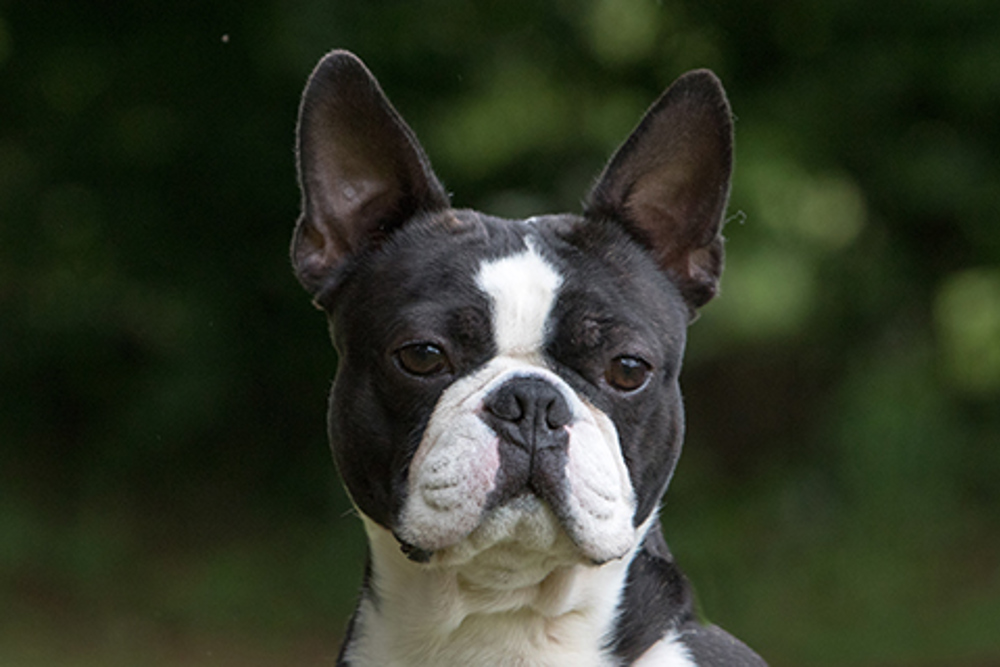 what breed is the boston terrier