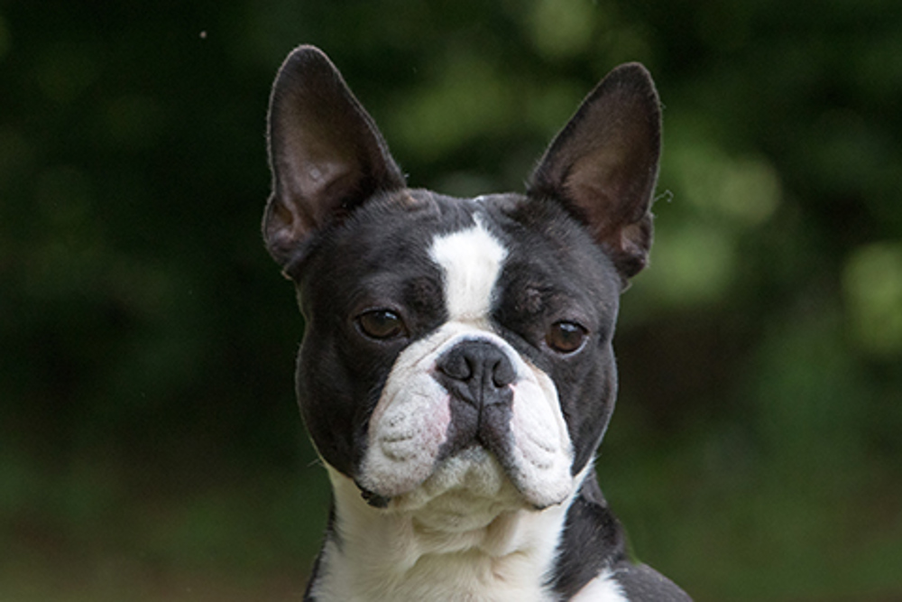 what 2 breeds make a boston terrier