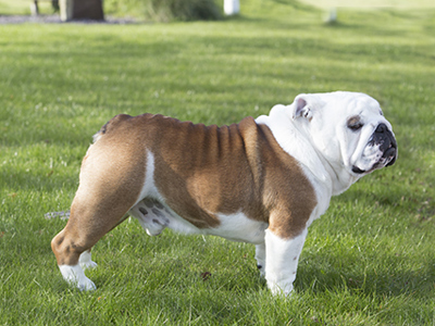 Bulldog standing