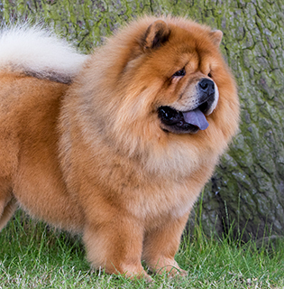 Chow Chow | Breeds A to Z | The Kennel Club