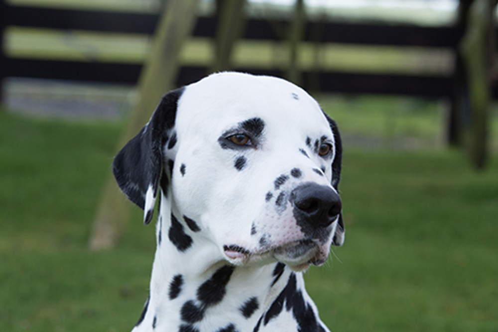 Dalmatian Breeds A to Z The Kennel Club