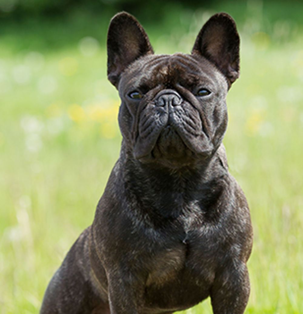 French Bulldog Breeds A to Z The Kennel Club