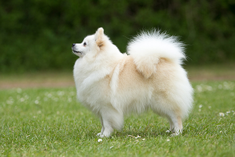 German Spitz (Klein) | Breeds A to Z | The Kennel