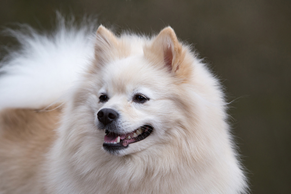German Spitz Mittel Breeds A To Z The Kennel Club