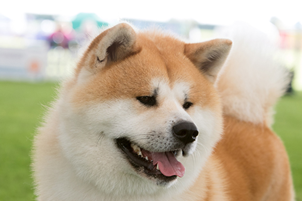 Japanese Akita Inu | Breeds A To Z | The Kennel Club