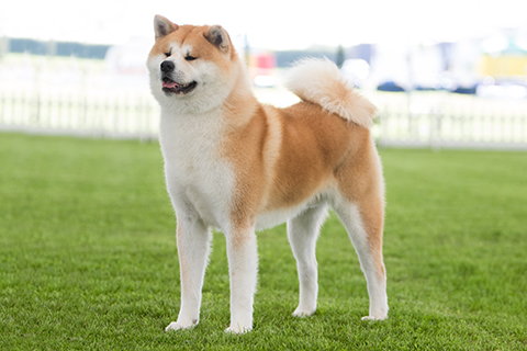 pictures of japanese akitas