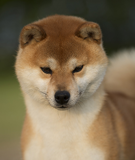 where to buy a shiba inu puppy near me
