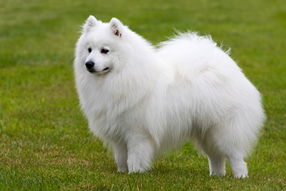 Japanese Spitz Breeds A To Z The Kennel Club