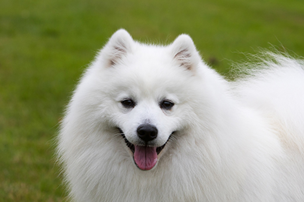 Japanese Spitz Breeds A To Z The Kennel Club Japanese Spitz Breeds A To Z The Kennel Club