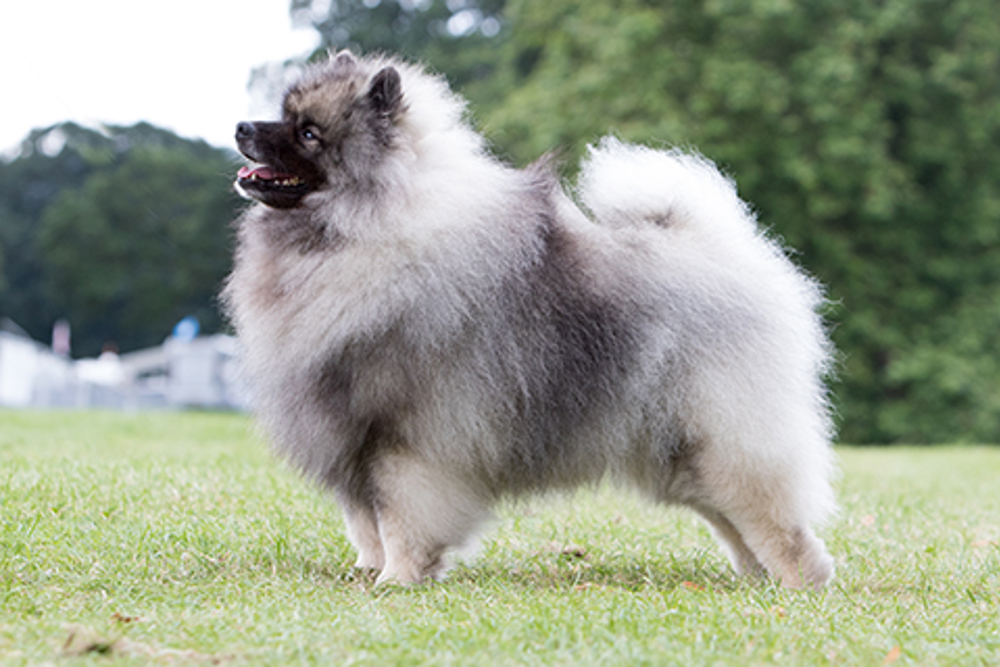 is the keeshond legal in slovenia