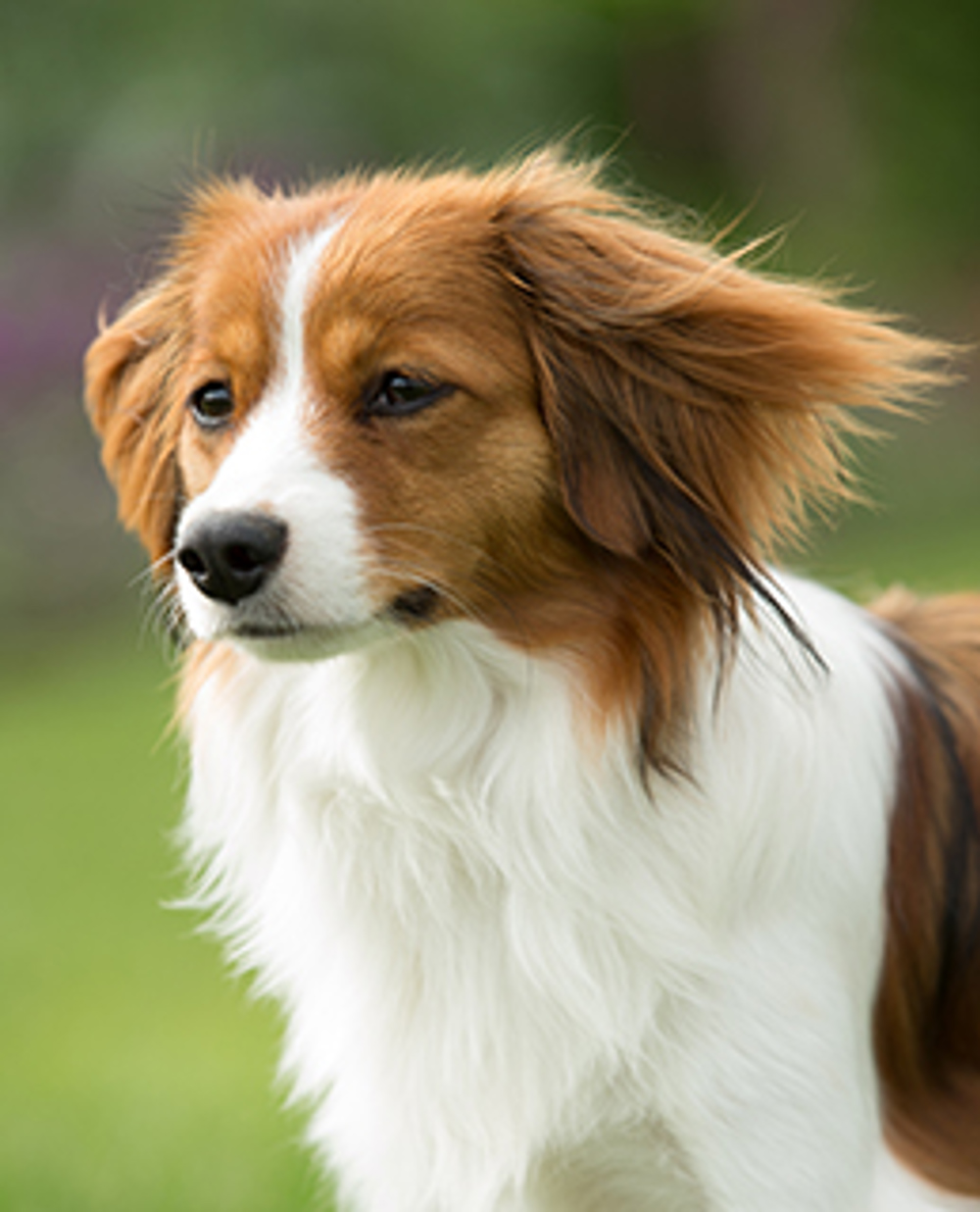 Kooikerhondje Breeds A to Z The Kennel Club