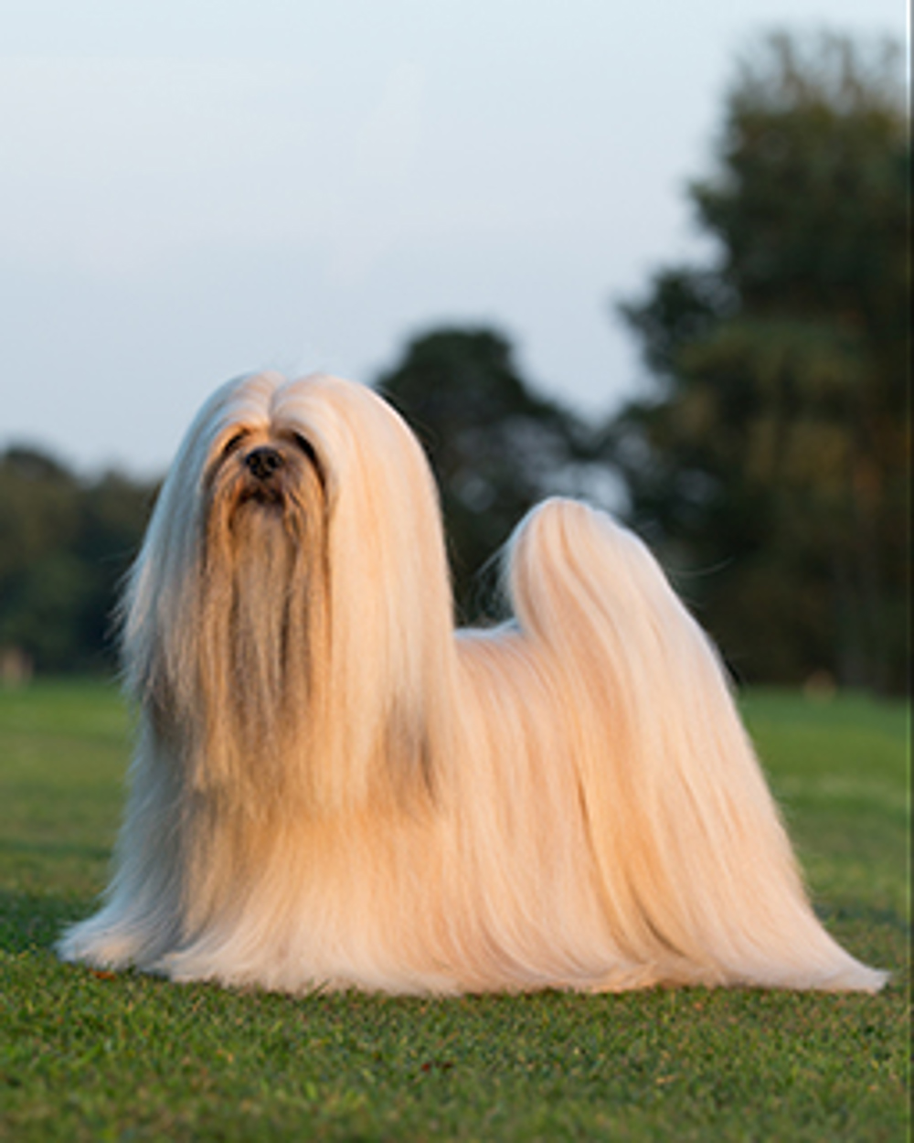 lexicon formeel Mannelijkheid Lhasa Apso | Breeds A to Z | The Kennel Club