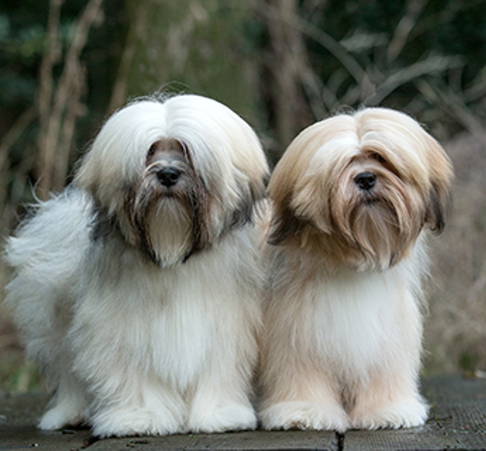 lexicon formeel Mannelijkheid Lhasa Apso | Breeds A to Z | The Kennel Club