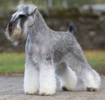 schnauzer crufts