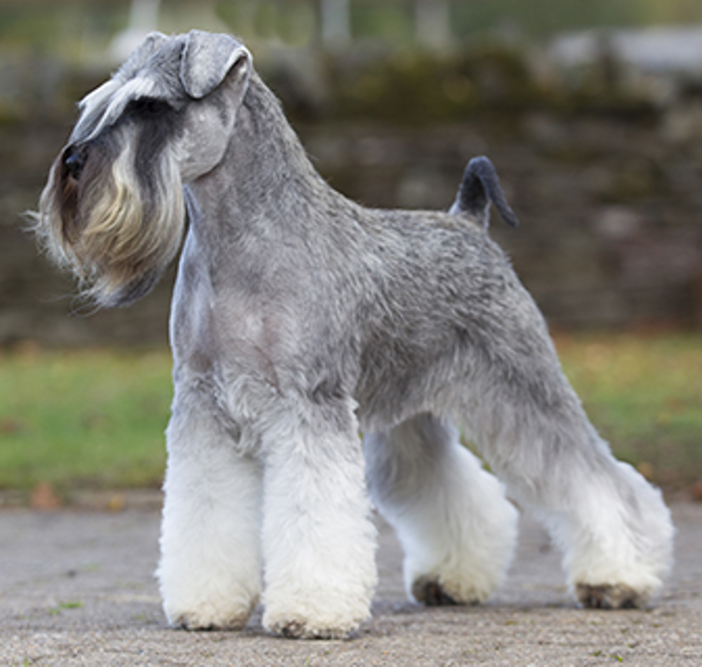 at what age can you breed a miniature schnauzer