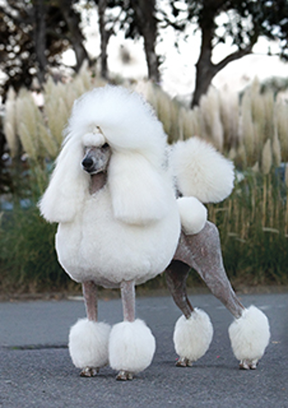 poodle bow tie