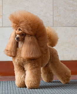 apricot mini poodle