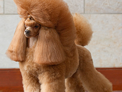 Poodle toy standing
