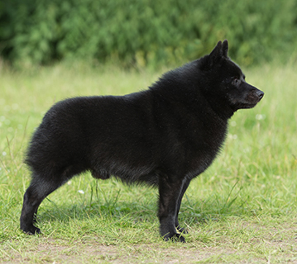 Schipperke | Breeds A to Z | The Kennel Club