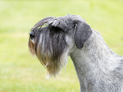 Schnauzer headshot