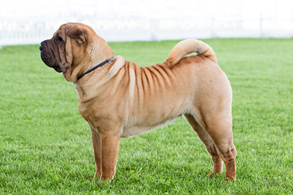 Shar Pei Breeds A to Z The Kennel Club