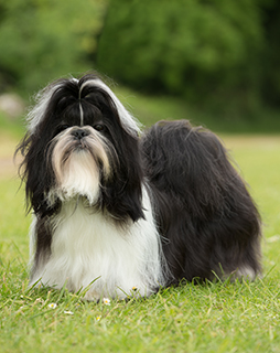 kennel club puppies for sale near me