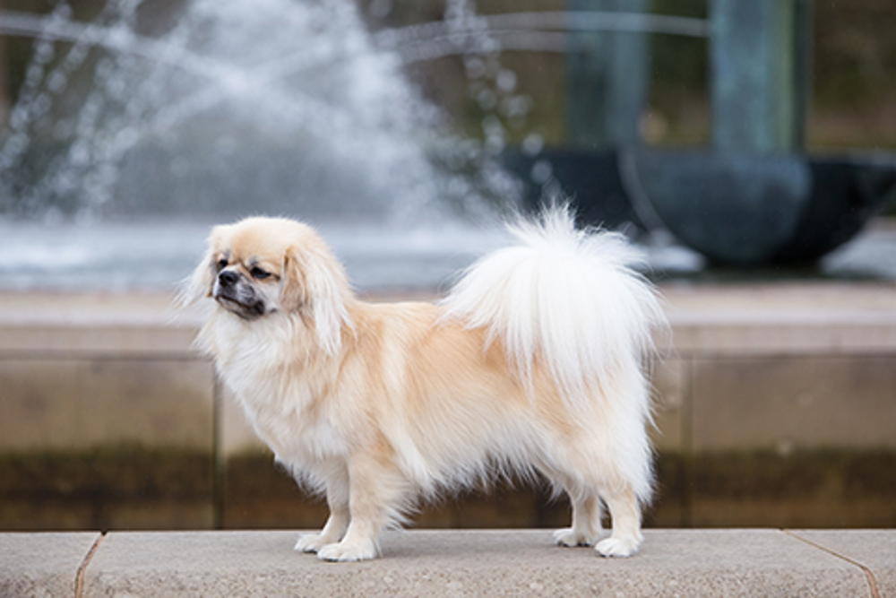 Tibetan Spaniel | Breeds A to Z | The Kennel Club