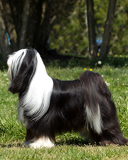 Tibetan Terrier Breeds A To Z The Kennel Club