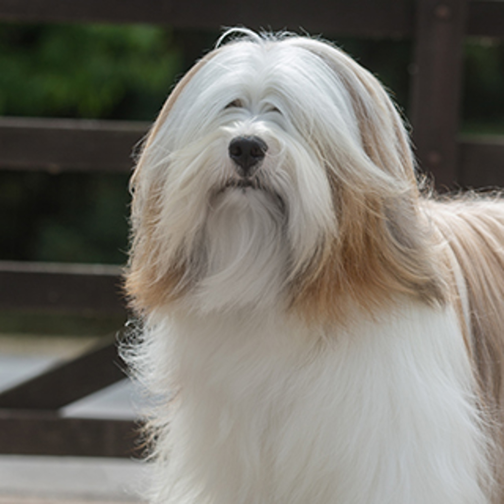 Tibetan Terrier | Breeds A to Z | The Kennel Club