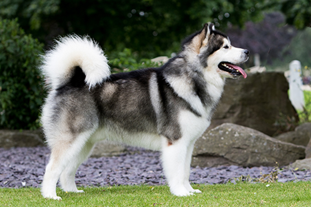 Are Malamutes Protective are-malamutes-protective