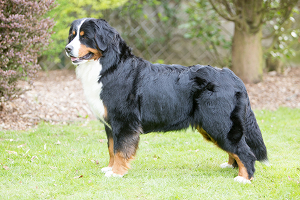Bernese Mountain Dog Puppies Colorado Price / Pin On Dogs