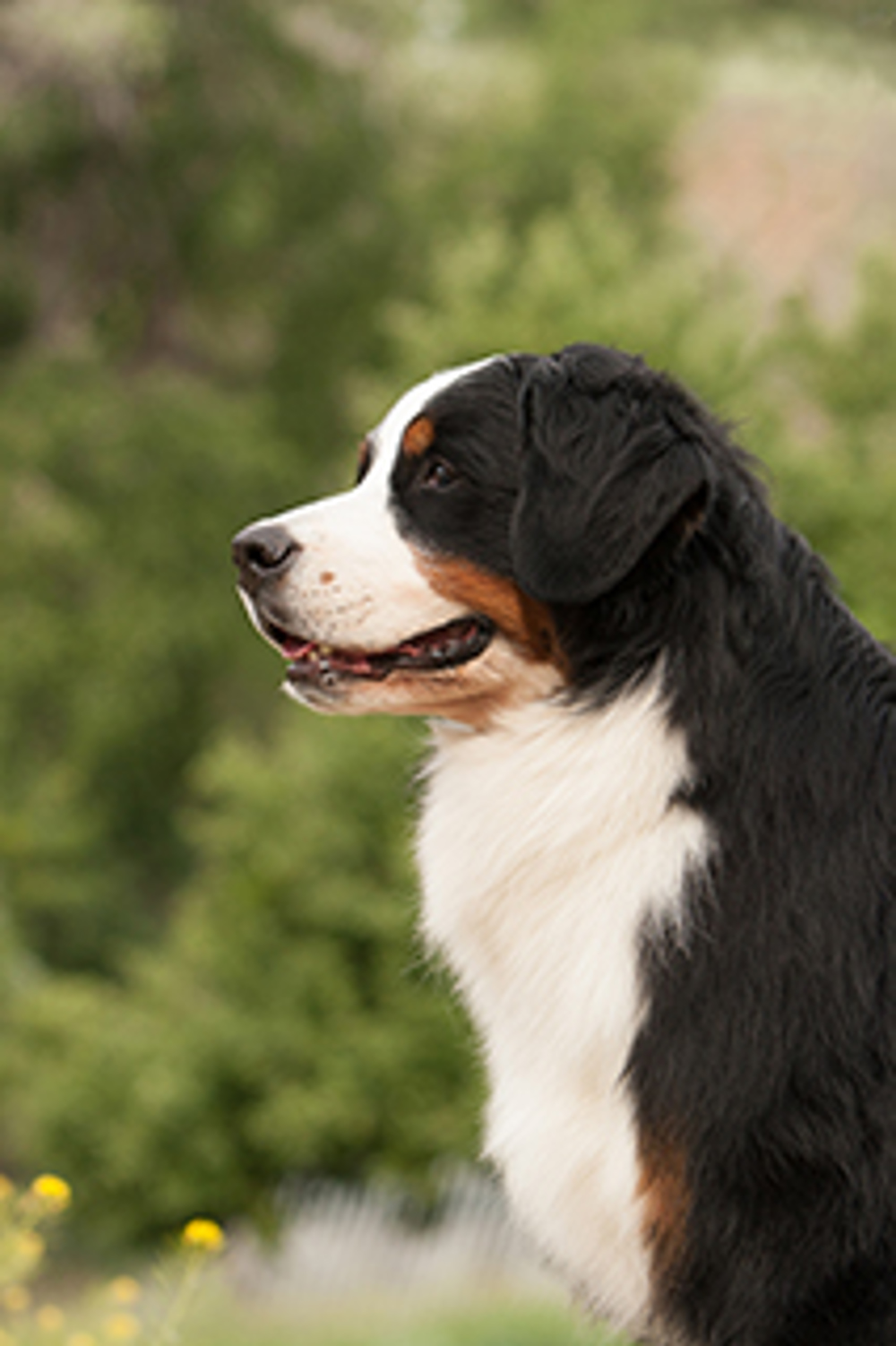 Bernese Mountain Dog Breeds A To Z The Kennel Club