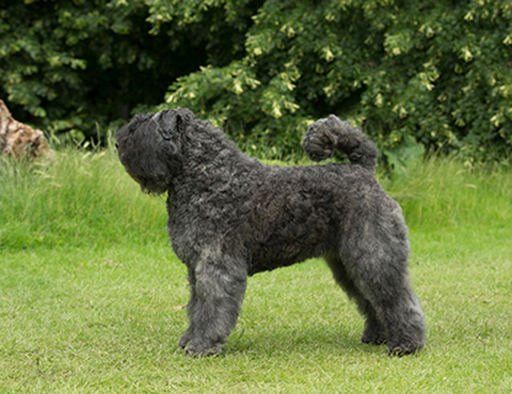 How Much Does A Bouvier Dog Cost