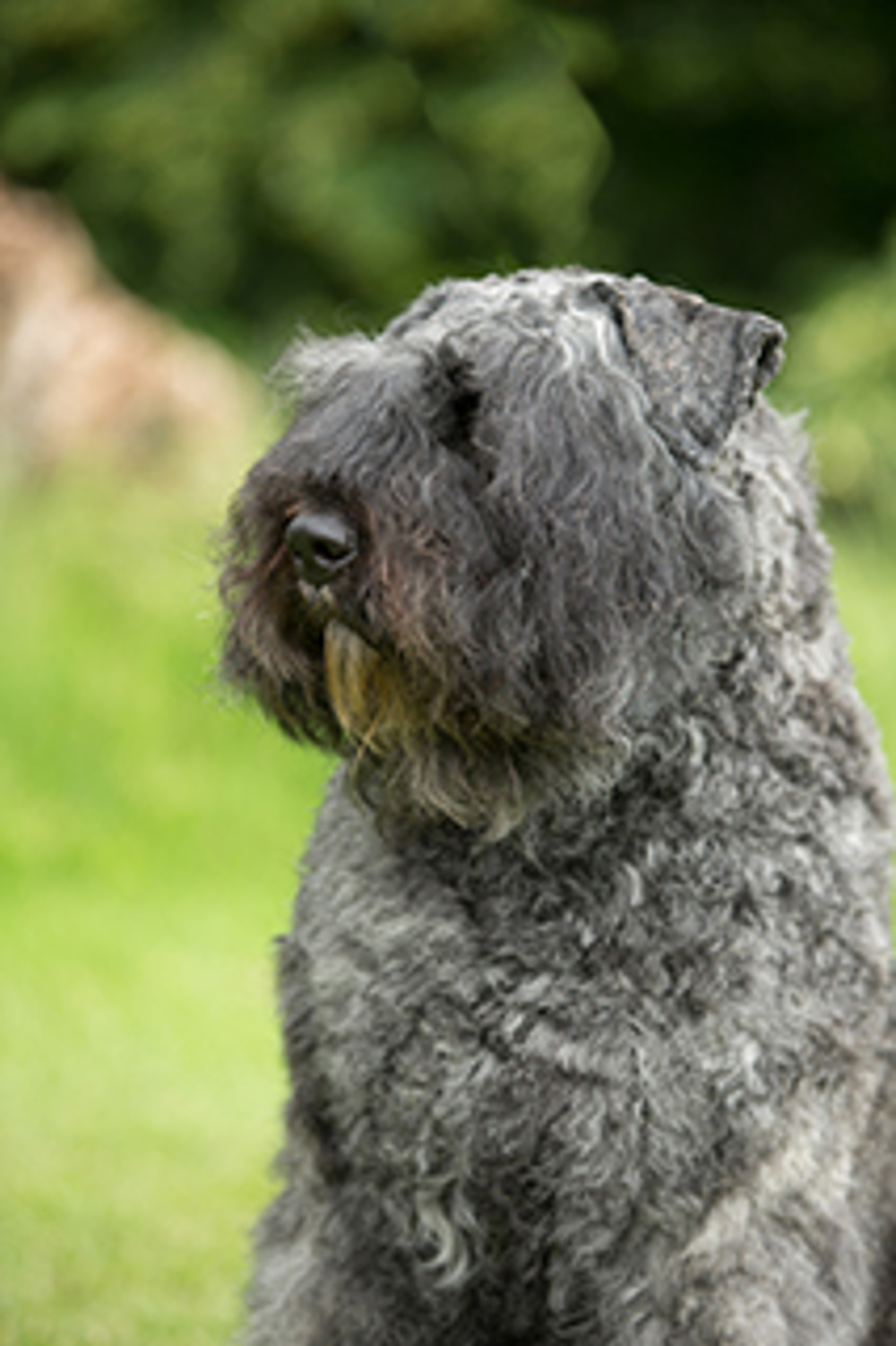 Bouvier Des Flandres Breeds A to Z The Kennel Club