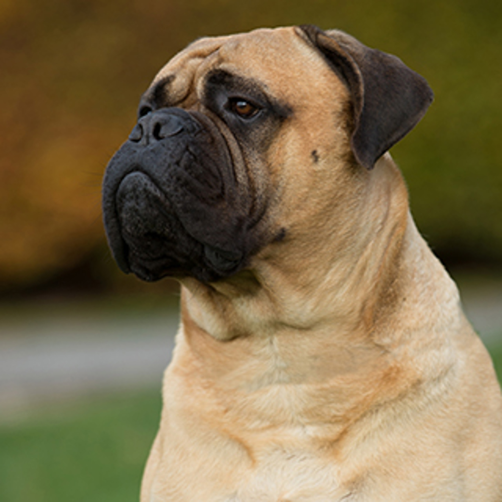 Bullmastiff Breeds A To Z The Kennel Club