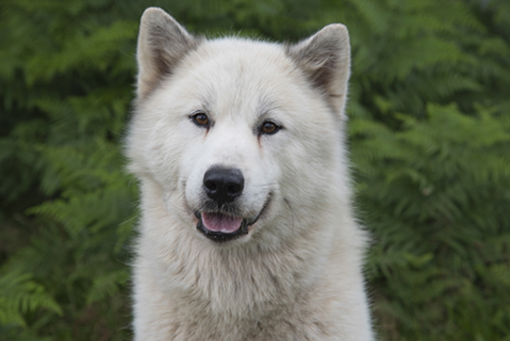 Canadian Eskimo Dog Breeds A to Z The Kennel Club