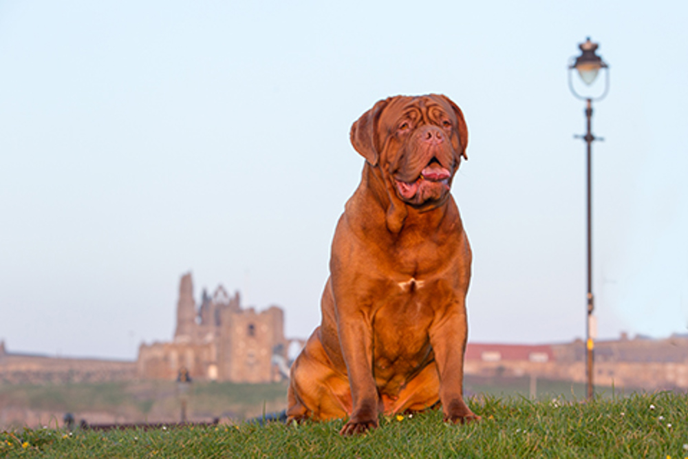 how much is a dogue de bordeaux puppy