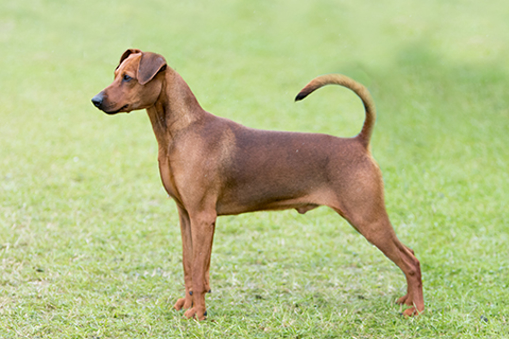 German Pinscher Breeds A to Z The Kennel Club