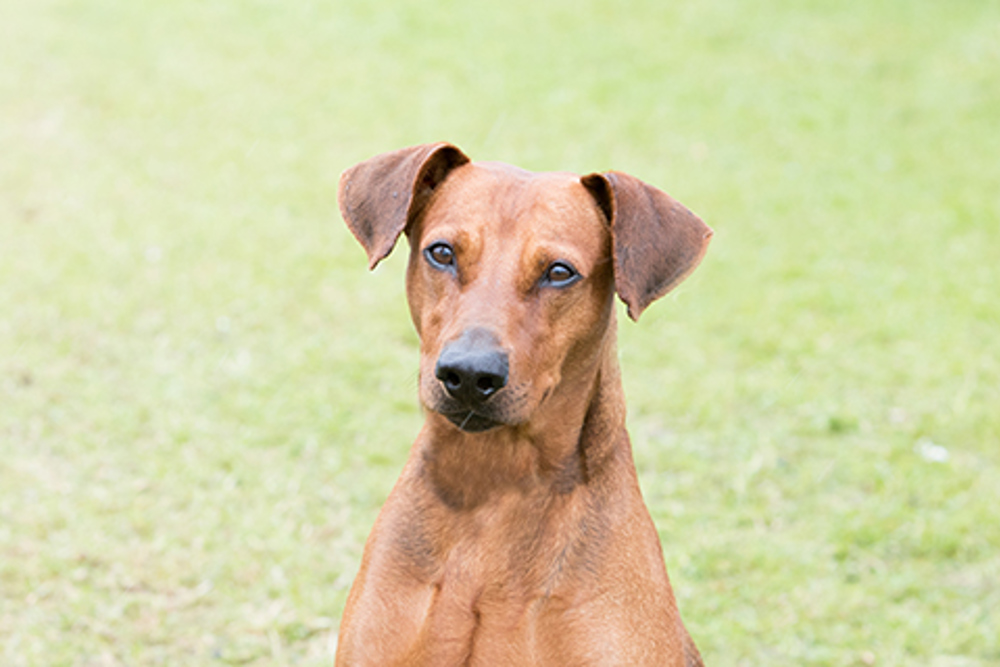 German Pinscher Breeds A to Z The Kennel Club