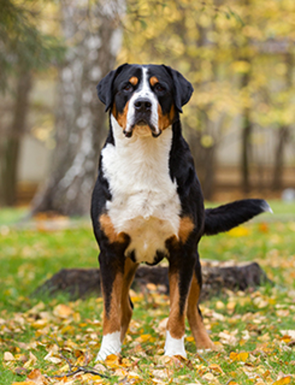Great Swiss Mountain Dog Breeds A to Z Kennel Club