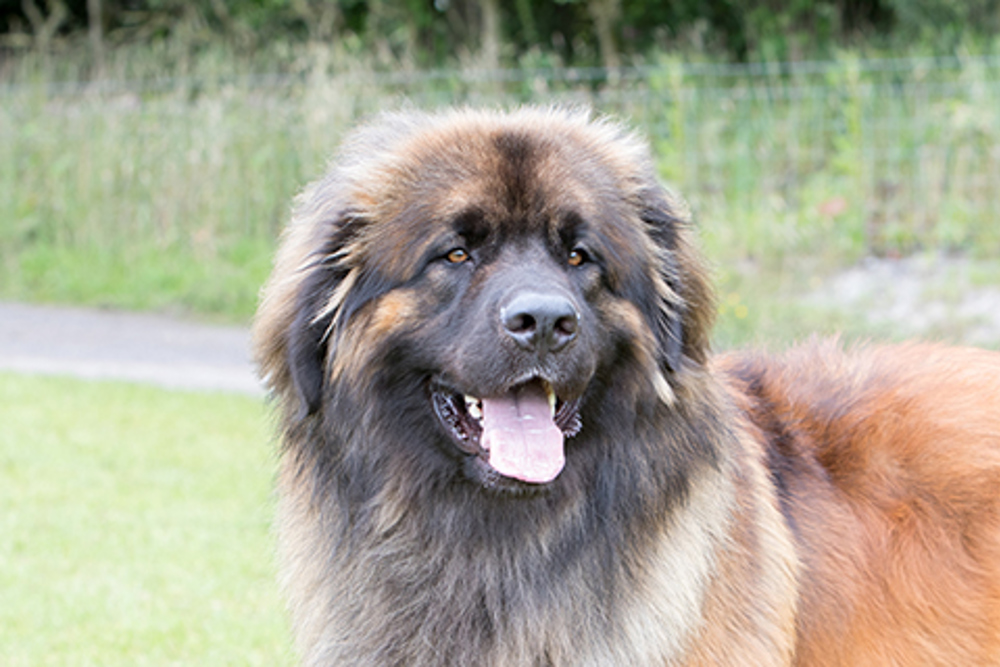 leonberger soft toy