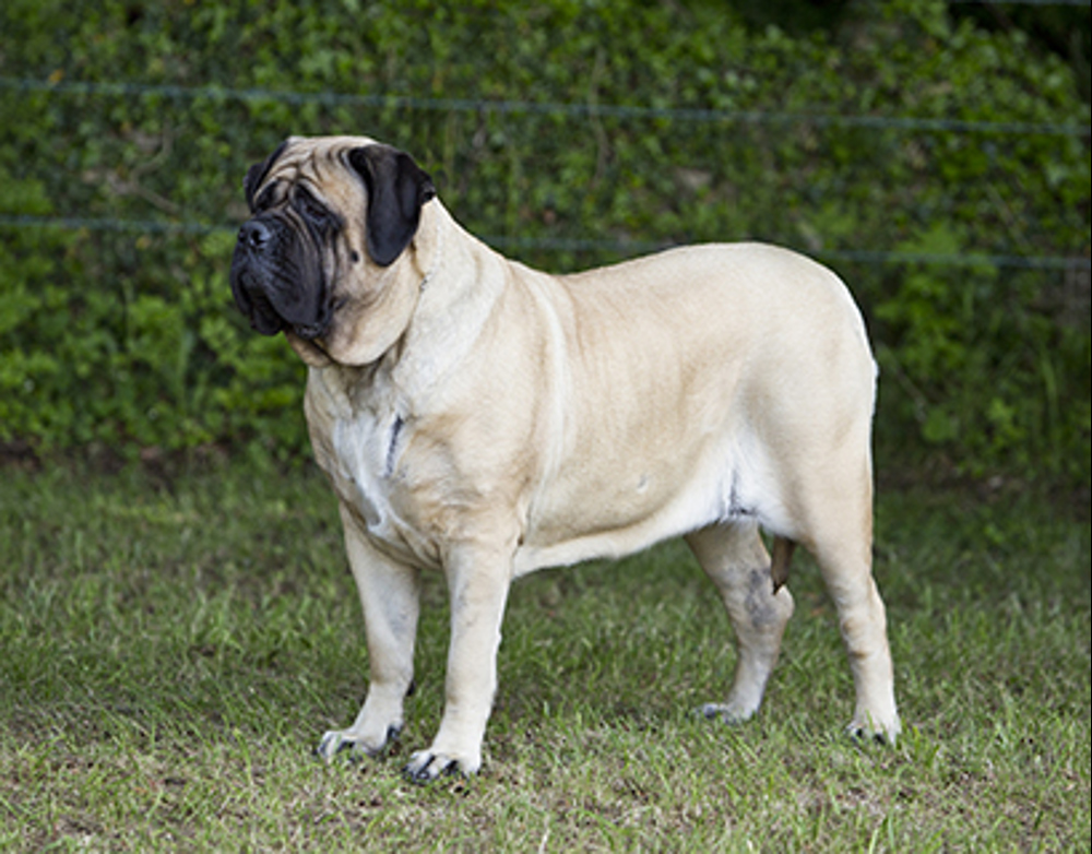 Mastiff standing