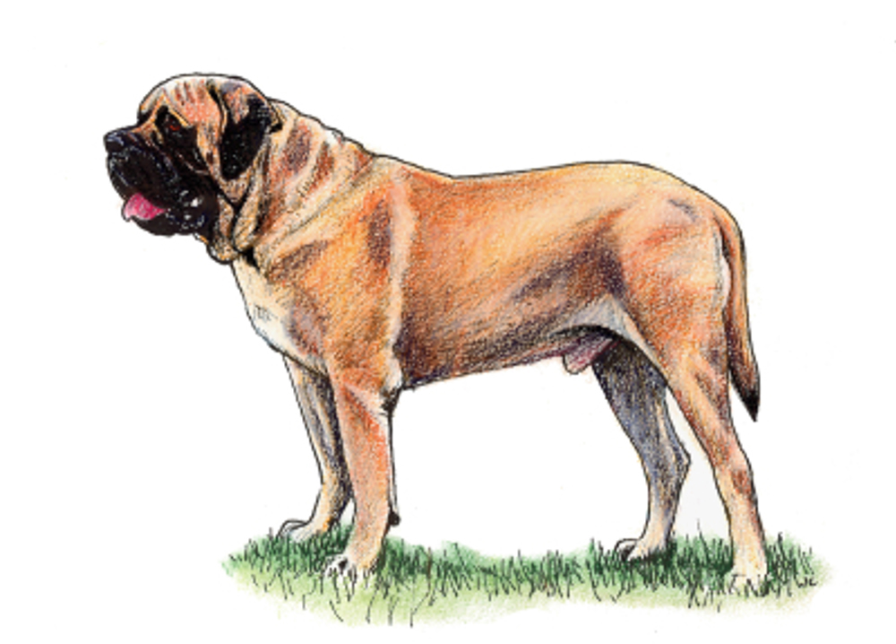 Mastiff Breeds A to Z The Kennel Club