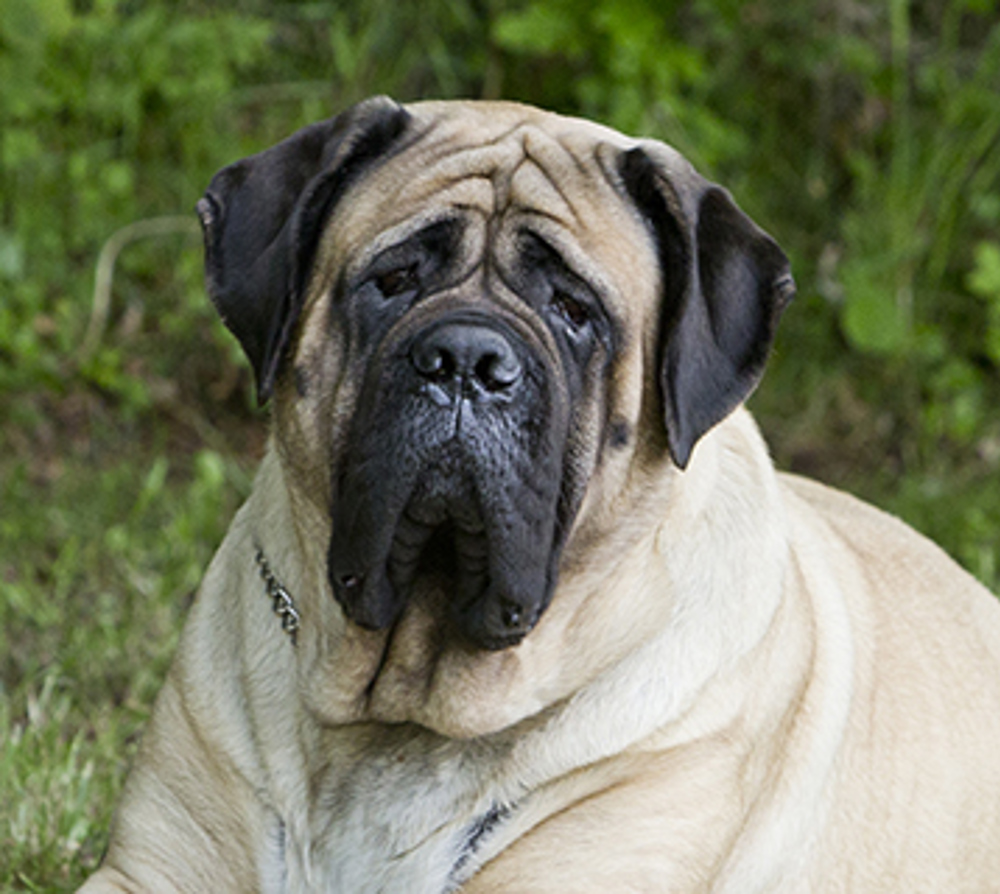 how much should english mastiff puppies weigh