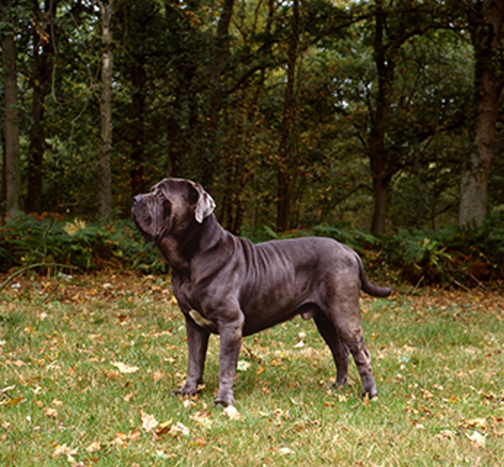 Neapolitan Mastiff Breeds A to Z The Kennel Club