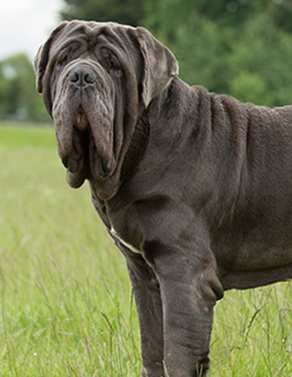 Neapolitan Mastiff Breeds A to Z The Kennel Club